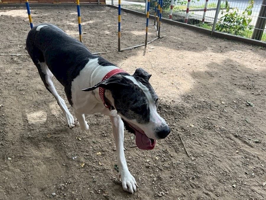 Sarah - Deutsche Dogge - Bild 5