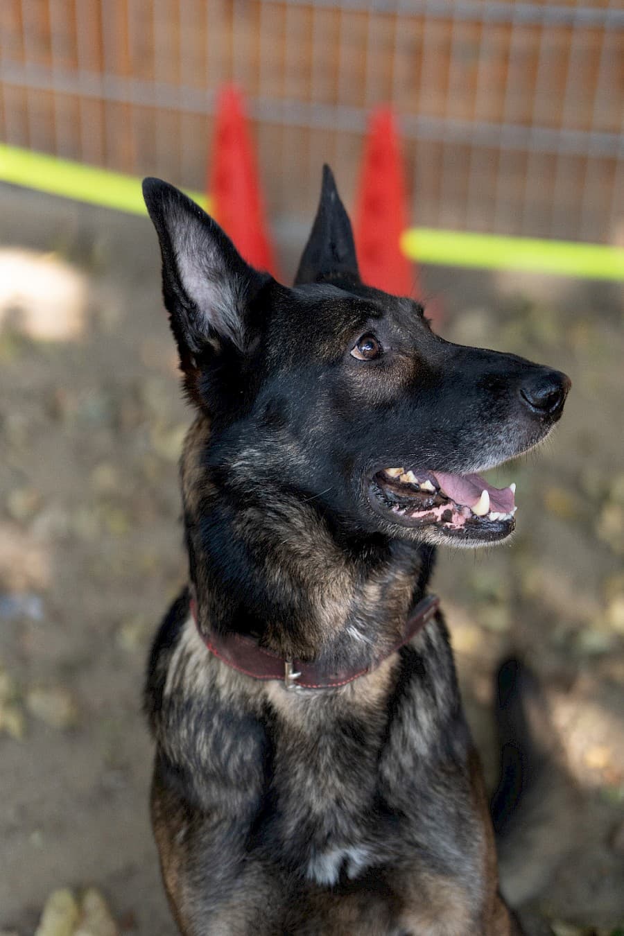 Jerry - Deutscher Schäferhund - Bild 7