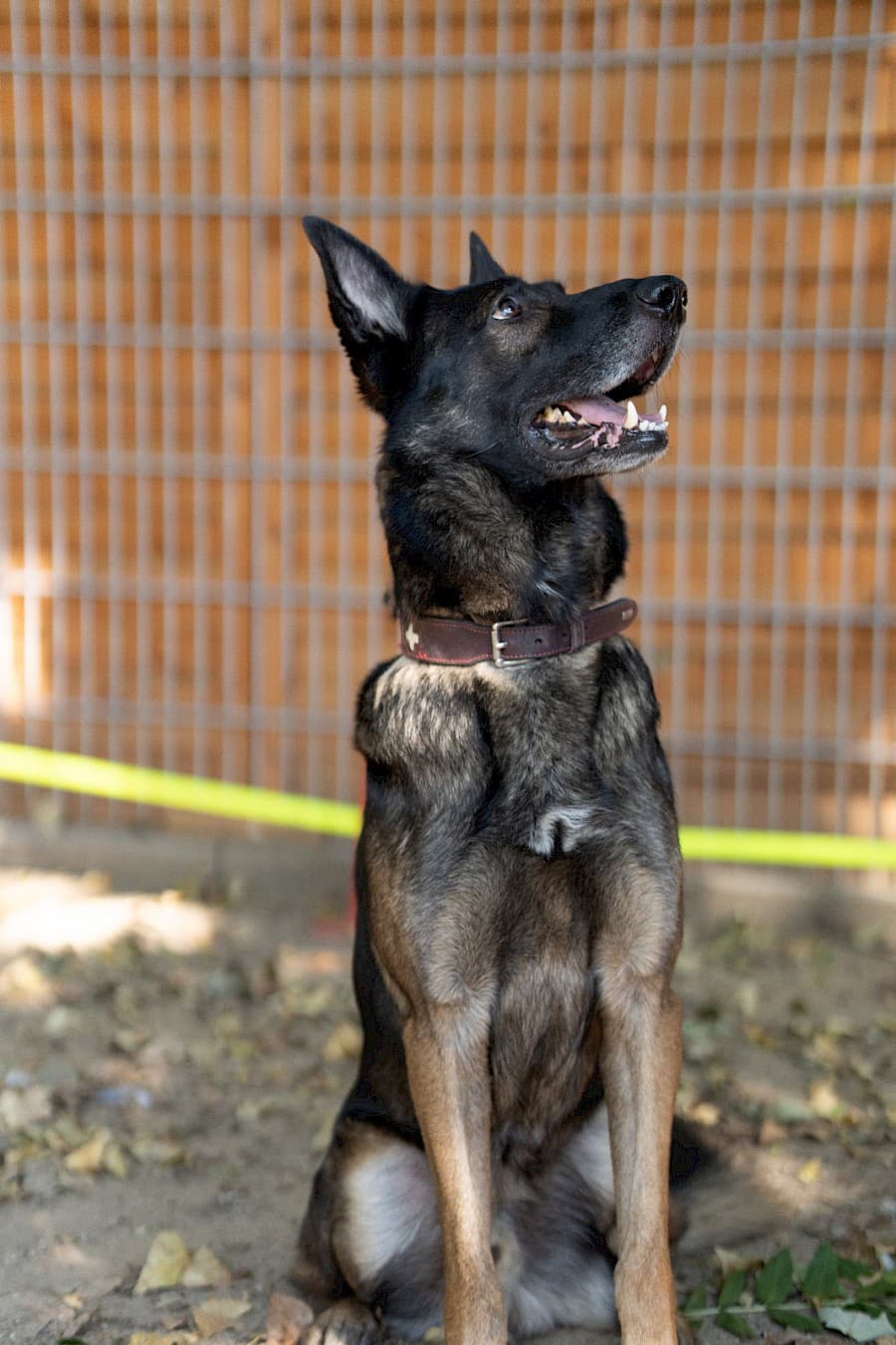 Jerry - Deutscher Schäferhund - Bild 13