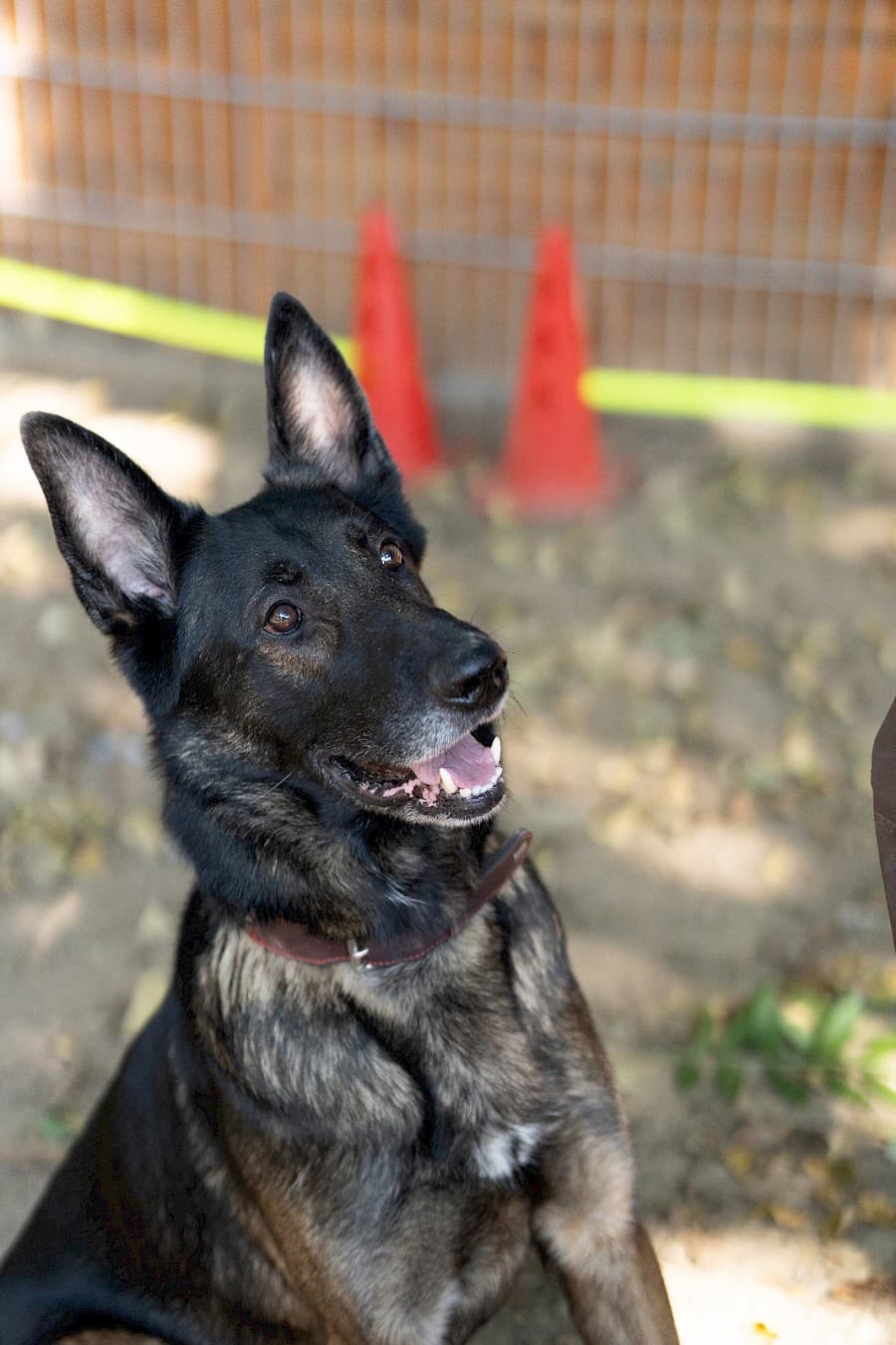 Jerry - Deutscher Schäferhund - Bild 8