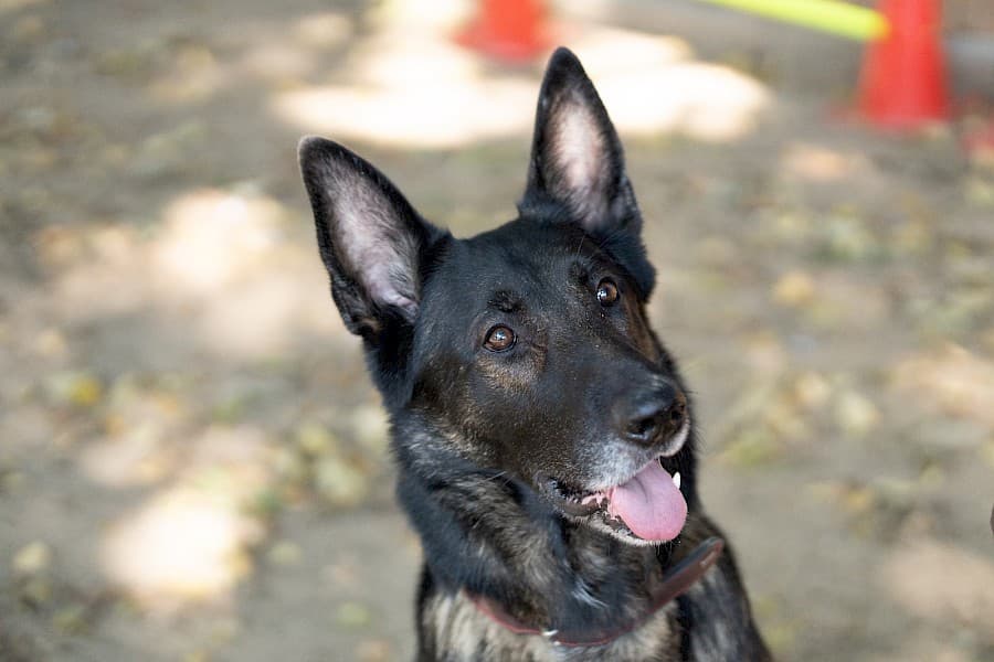 Jerry - Deutscher Schäferhund - Bild 2