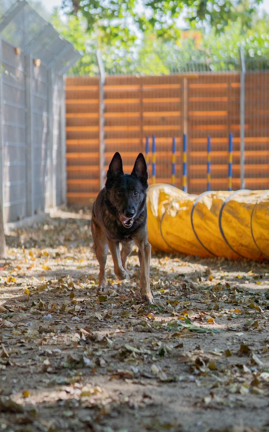 Jerry - Deutscher Schäferhund - Bild 14