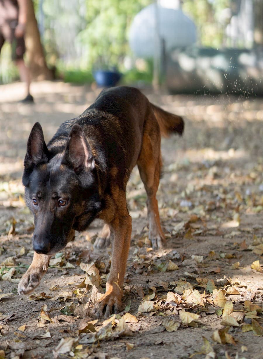 Jerry - Deutscher Schäferhund - Bild 4