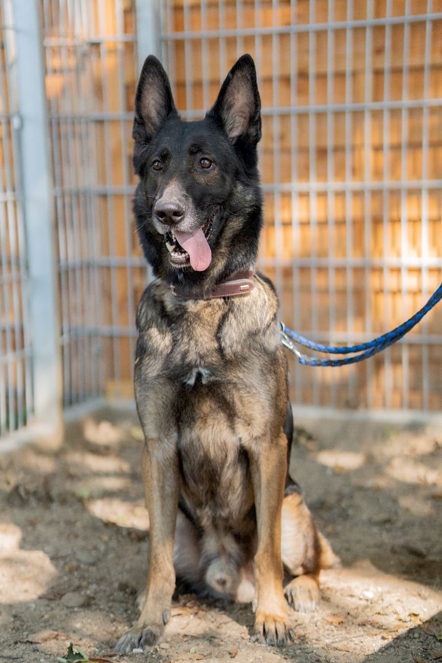 Jerry - Deutscher Schäferhund - Bild 12