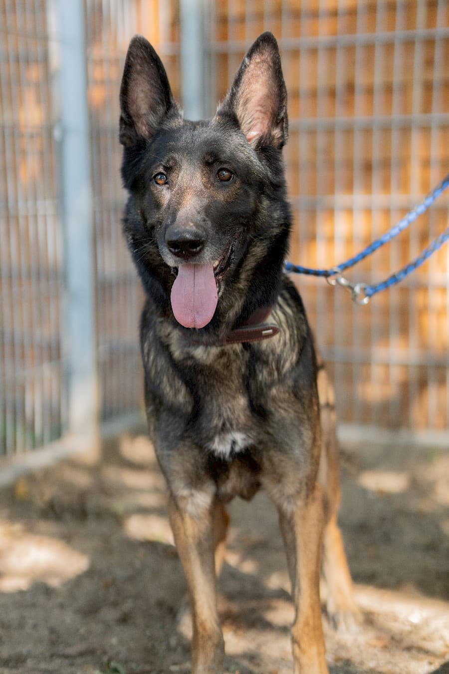 Jerry - Deutscher Schäferhund - Bild 6