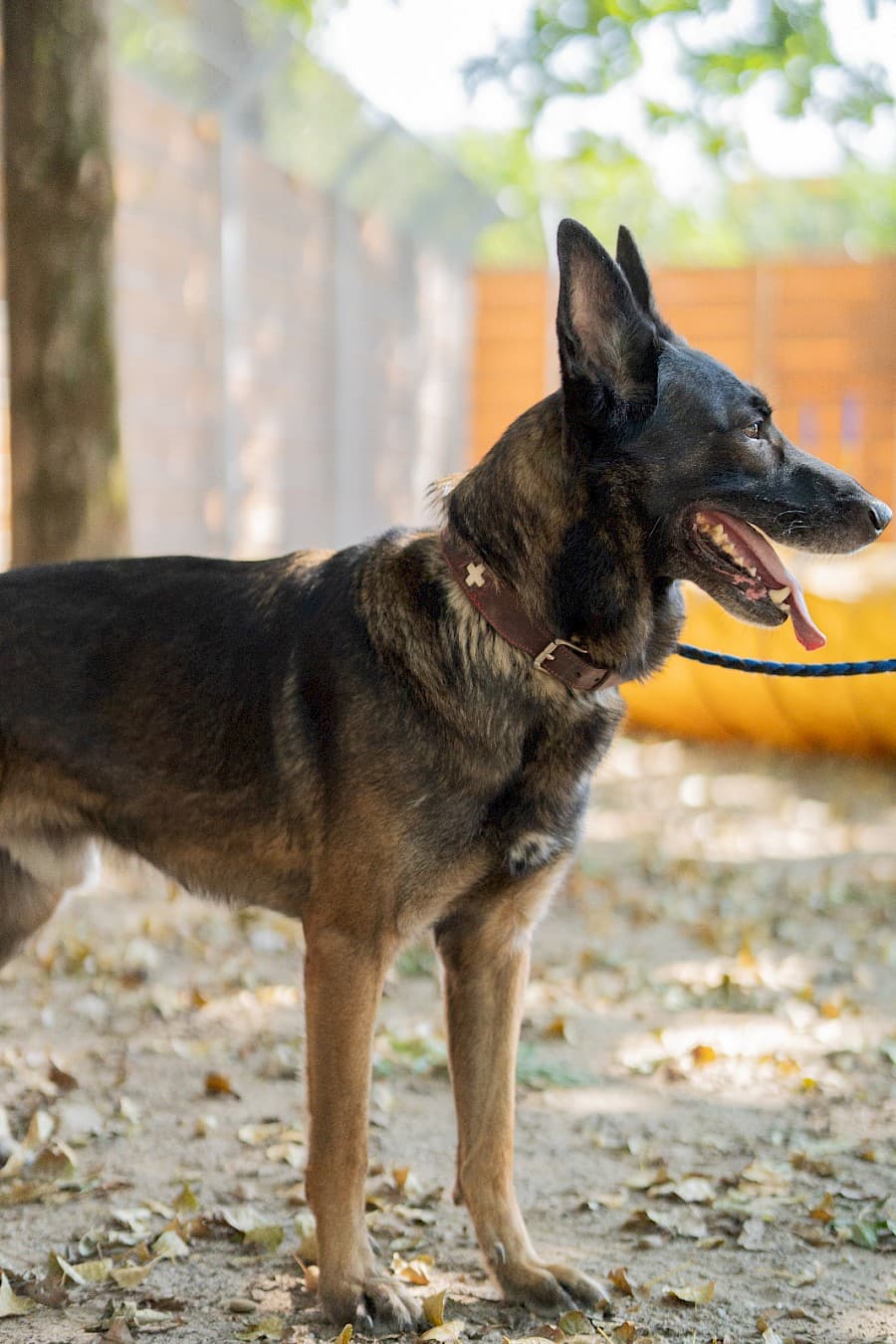 Jerry - Deutscher Schäferhund - Bild 5