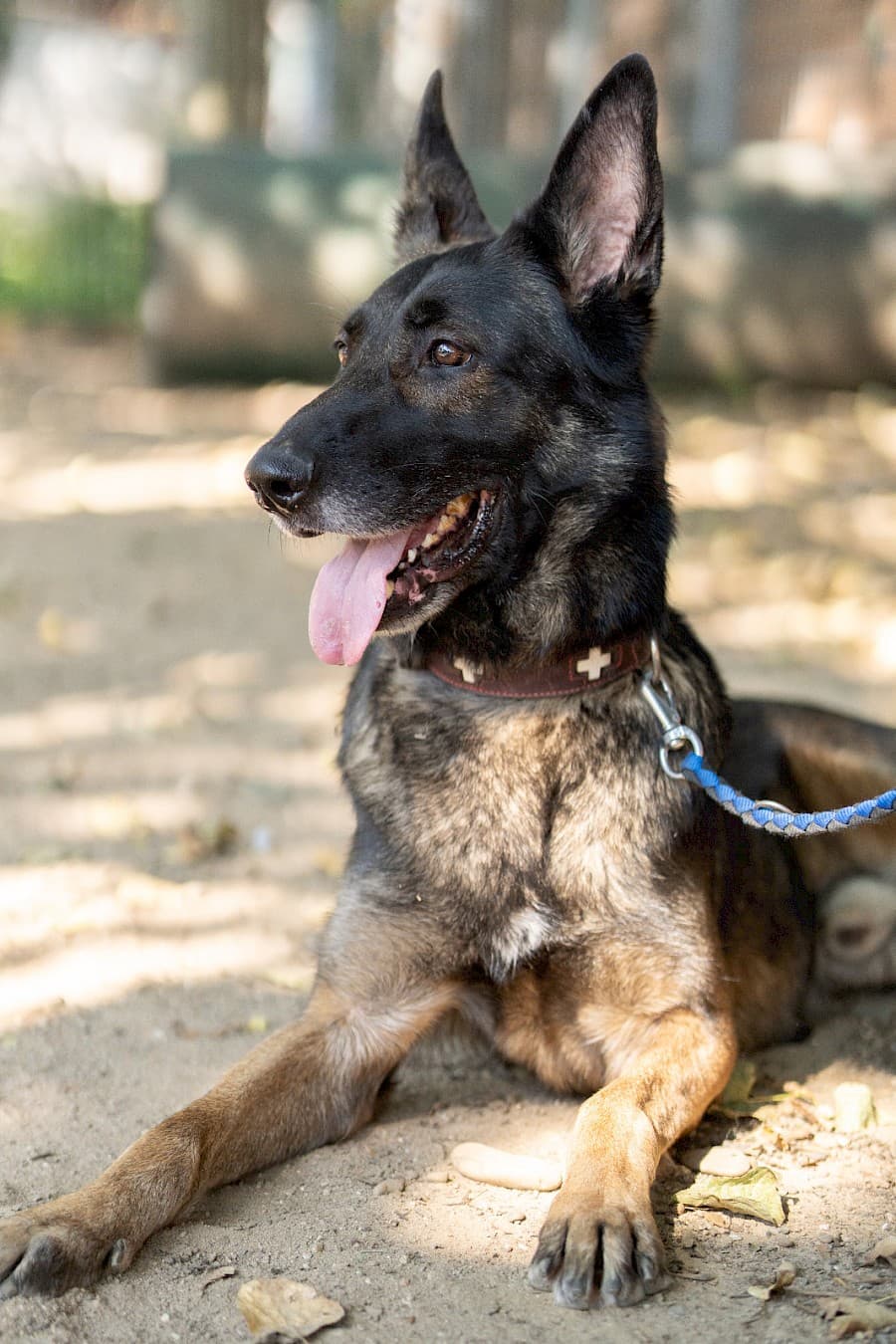 Jerry - Deutscher Schäferhund - Bild 9