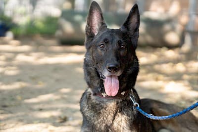 Deutscher Schäferhund Jerry