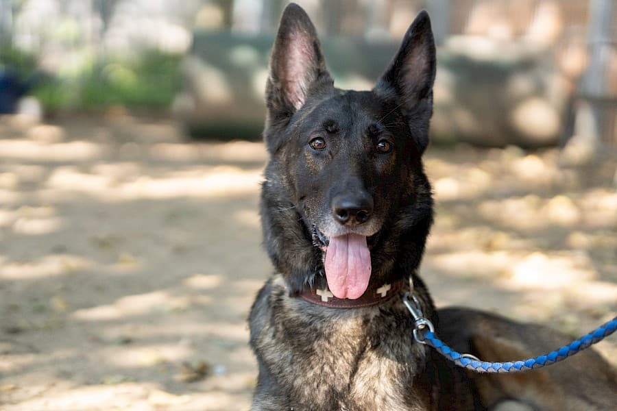 Jerry - Deutscher Schäferhund - Bild 3