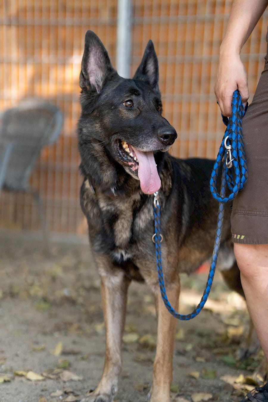 Jerry - Deutscher Schäferhund - Bild 10