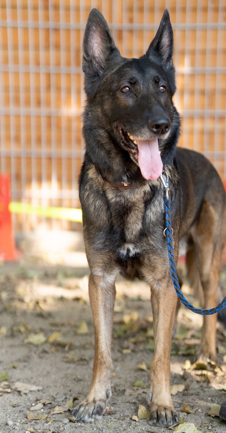 Jerry - Deutscher Schäferhund - Bild 15
