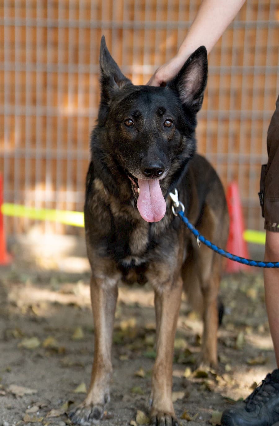 Jerry - Deutscher Schäferhund - Bild 11