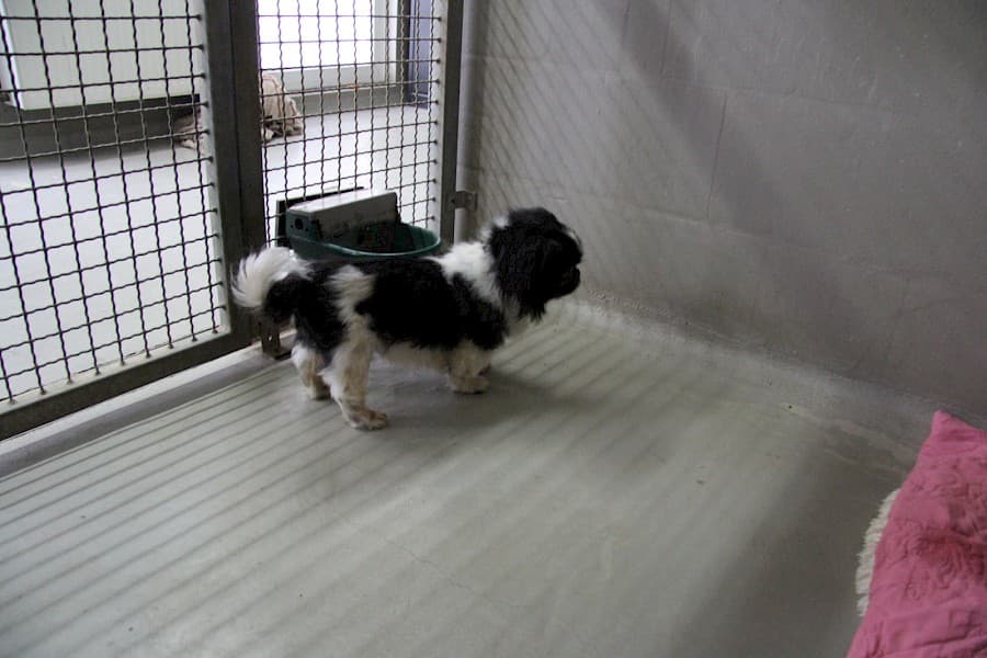 Dino - Pekingese - Bild 6