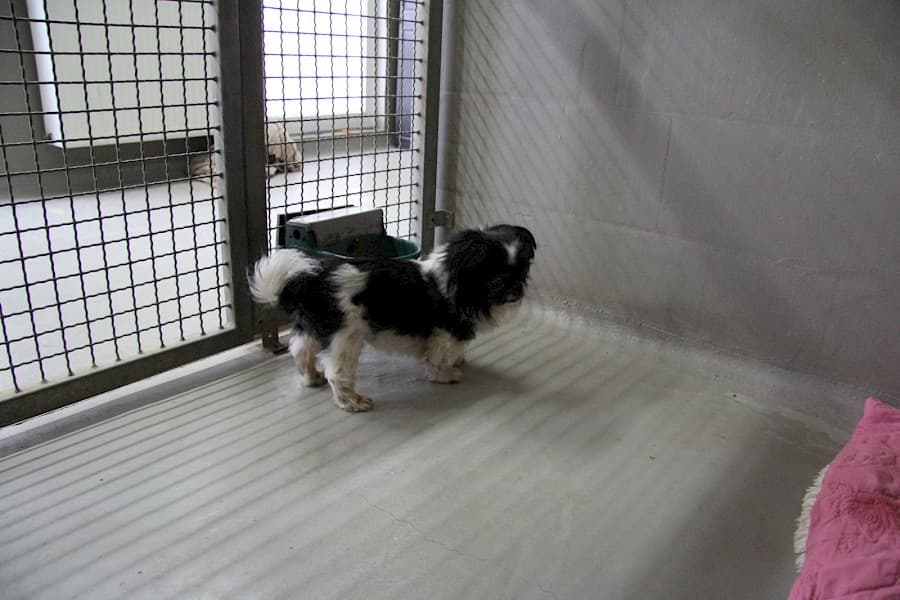 Dino - Pekingese - Bild 7