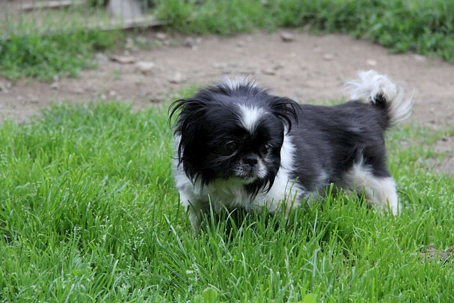 Dino - Pekingese - Bild 4