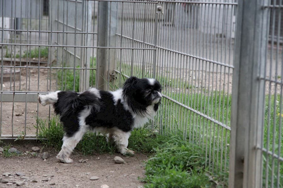 Dino - Pekingese - Bild 5