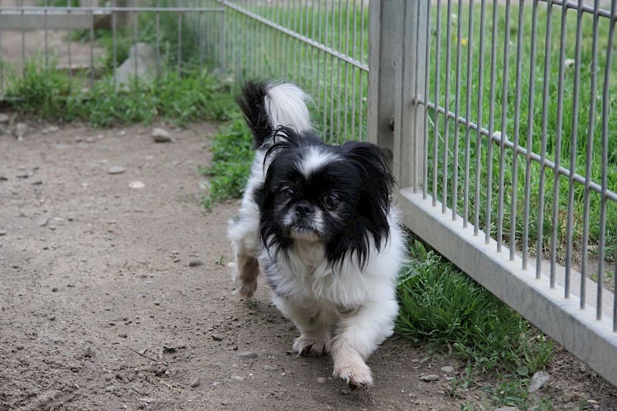 Dino - Pekingese - Bild 2