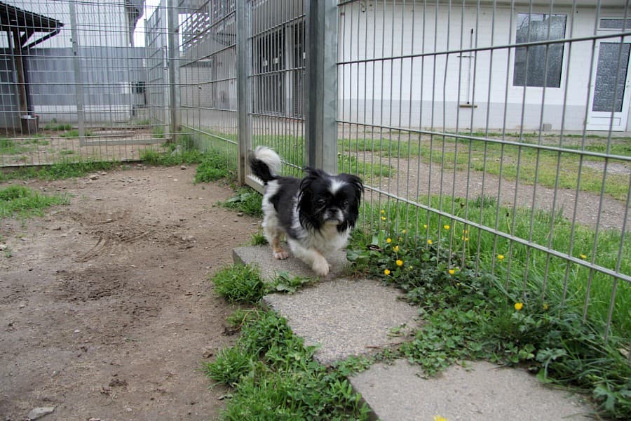 Dino - Pekingese - Bild 8