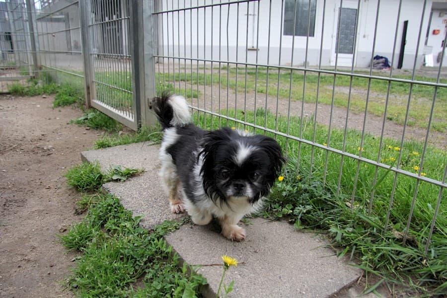 Dino - Pekingese - Bild 3