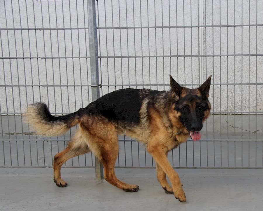 Benn - Deutscher Schäferhund - Bild 5