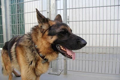 Deutscher Schäferhund Benn