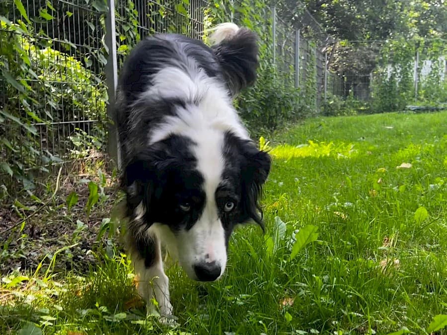 Mogli - Australian Shepherd - Bild 3