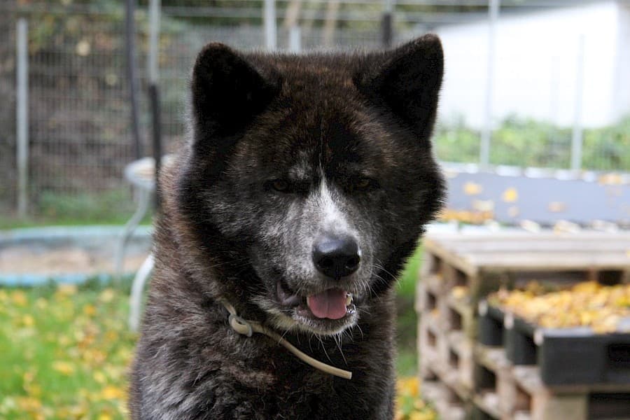 Thor - Akita - Bild 7