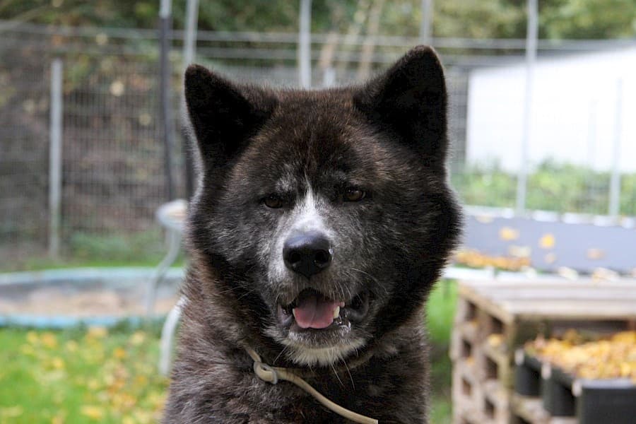 Akita Thor