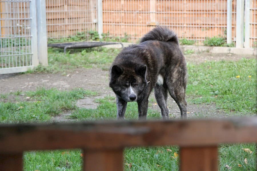 Thor - Akita - Bild 8