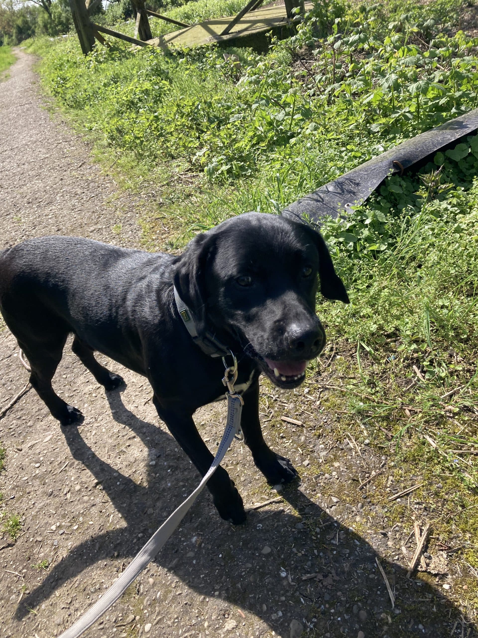 Filou - Labrador Retriever - Bild 3