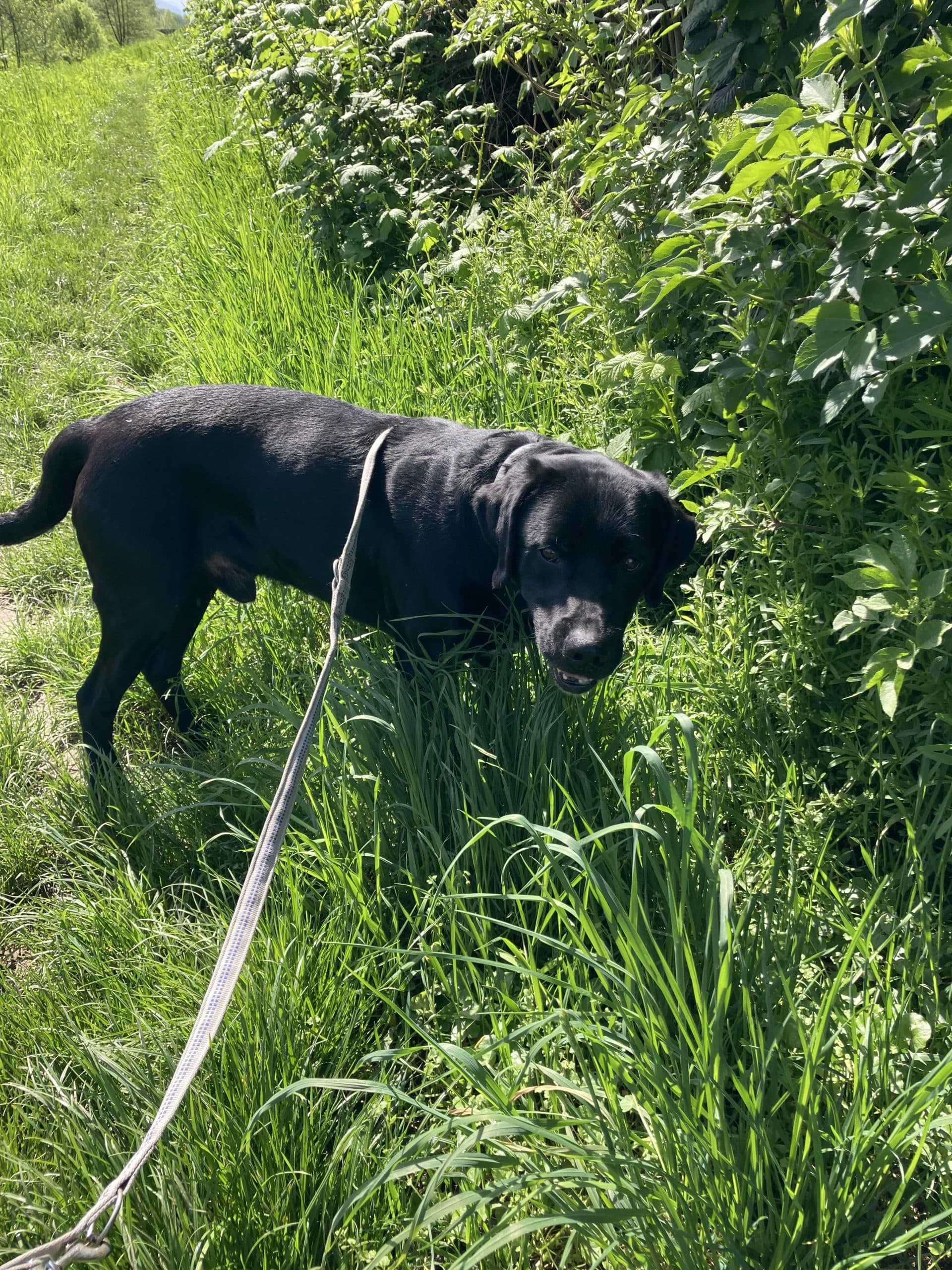 Filou - Labrador Retriever - Bild 2
