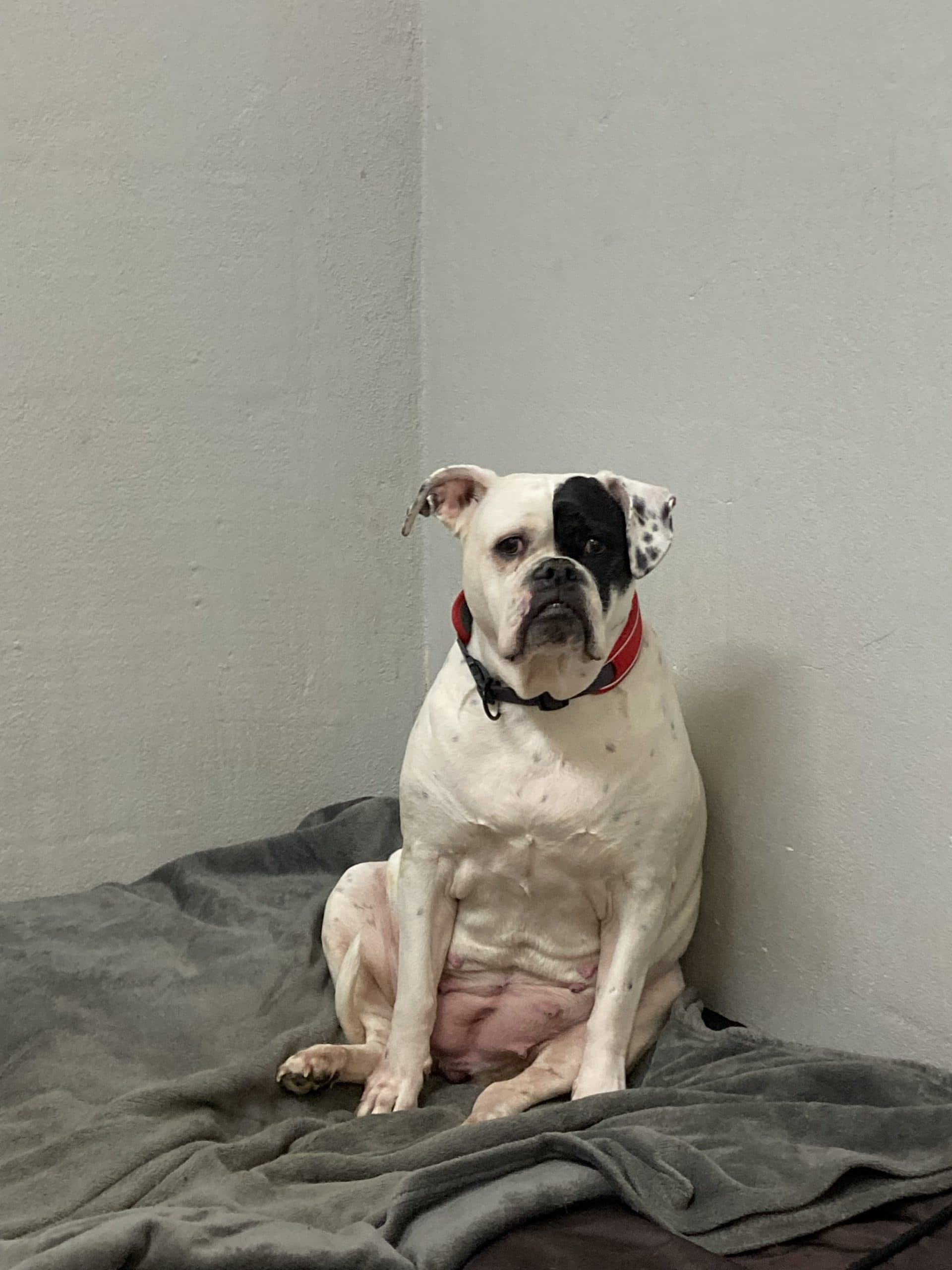 Englische Bulldogge Shiva