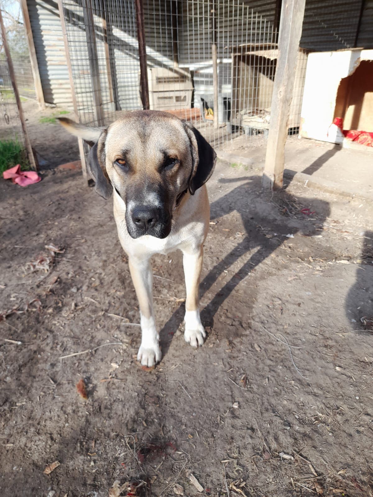 Elvis - Deutsche Dogge - Bild 3