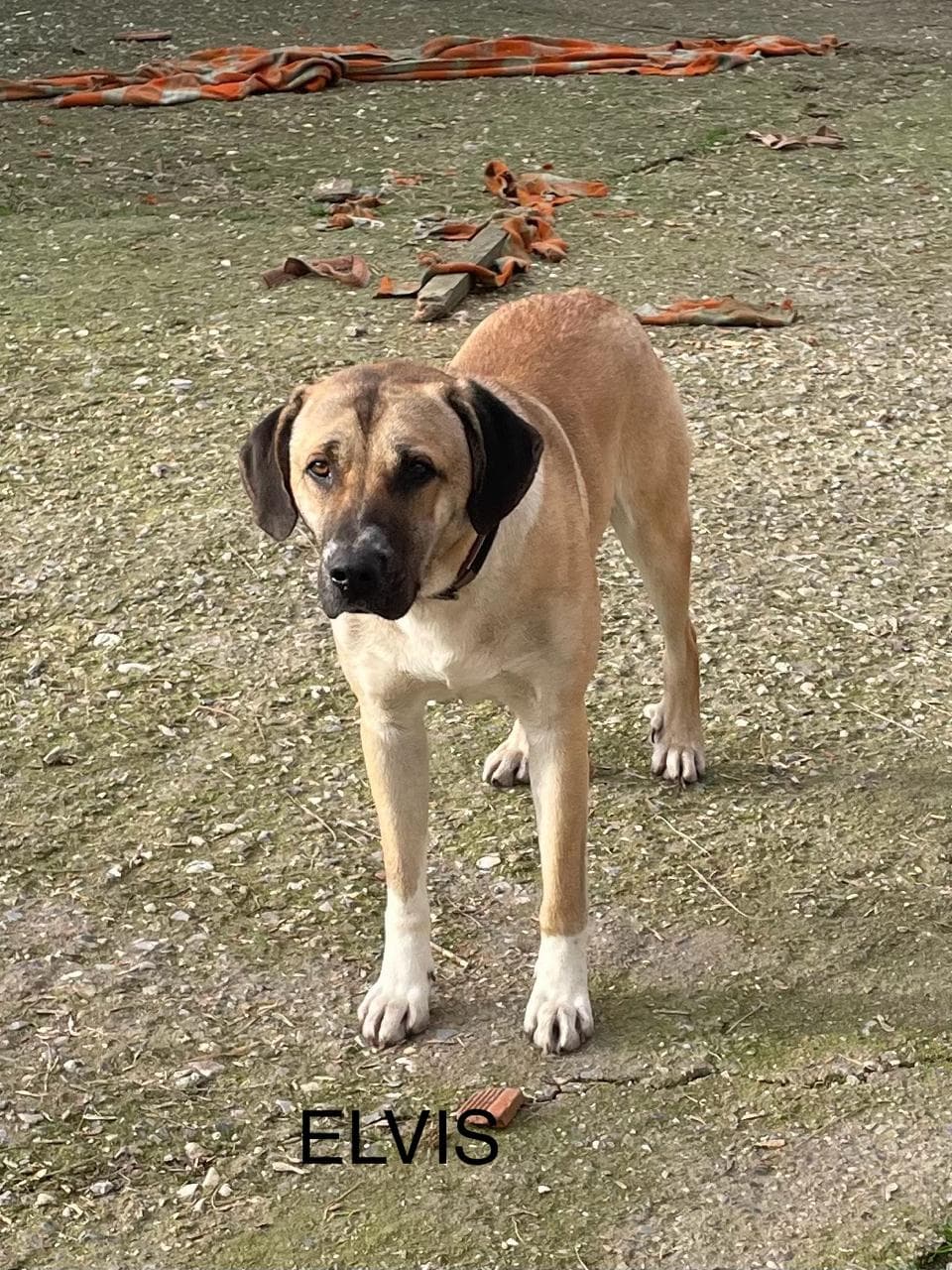 Deutsche Dogge-Mix Elvis