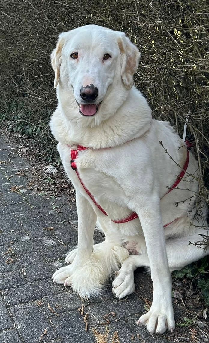 Labrador Retriever-Mix Perla
