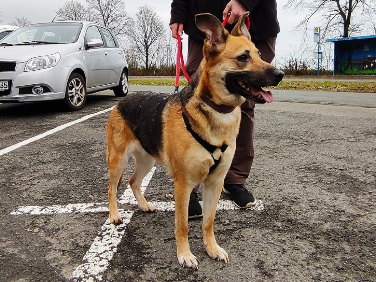 Deutscher Schäferhund Steckbrief.