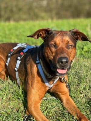 Deutscher Schäferhund-Mix Sparky