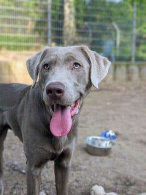 Labrador Retriever Oskar