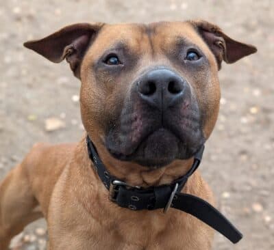 Chico - - Bild 1