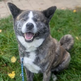 Lucy - Akita - Bild 7
