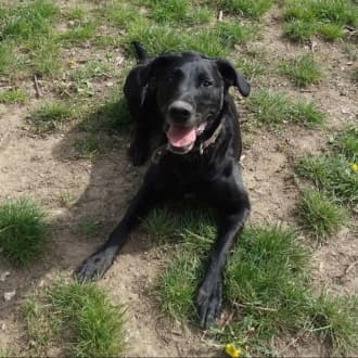 Neo - Labrador Retriever - Bild 3