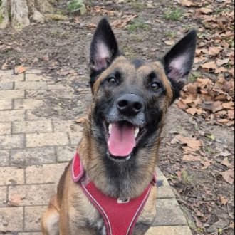 Sky - Belgischer Schäferhund - Bild 6