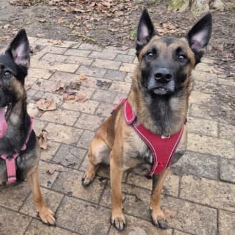 Sky - Belgischer Schäferhund - Bild 3