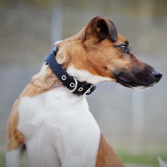 Foxterrier Drahthaar Rudi