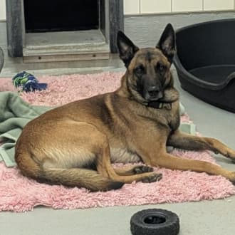 Sky - Belgischer Schäferhund - Bild 4