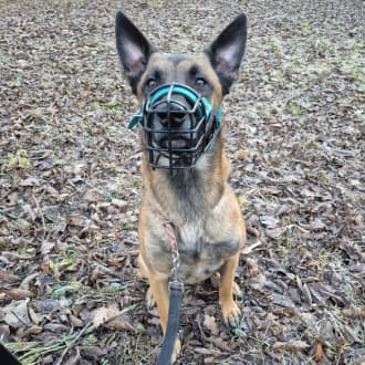 Sky - Belgischer Schäferhund - Bild 5