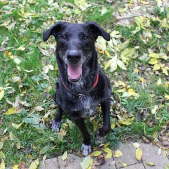 Neo - Labrador Retriever - Bild 5