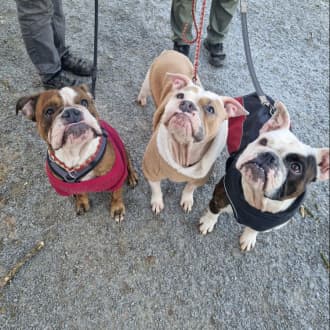 Sheldon - Englische Bulldogge - Bild 2