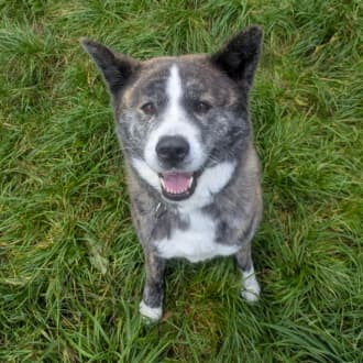 Lucy - Akita - Bild 5