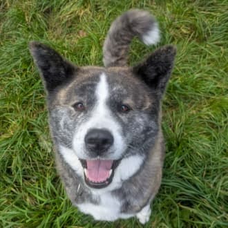 Lucy - Akita - Bild 6
